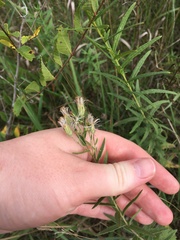 Brickellia eupatorioides