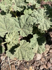 Sphaeralcea ambigua