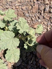 Sphaeralcea ambigua
