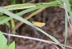 Copaeodes aurantiaca