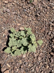 Sphaeralcea ambigua
