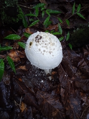 Amanita polypyramis