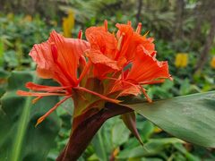 Hedychium greenii