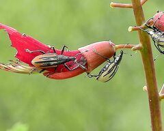 Diaprepes abbreviatus