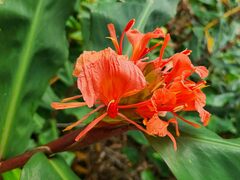 Hedychium greenii