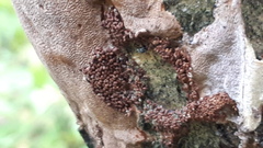 Fomitiporia punctata