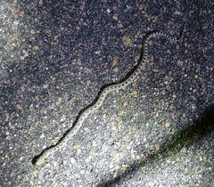Pituophis catenifer sayi