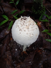Amanita polypyramis