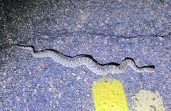 Sistrurus tergeminus