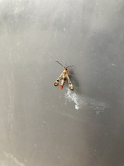 Synanthedon acerni