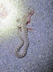 Sistrurus tergeminus