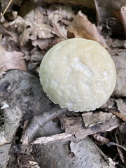 Leccinellum albellum