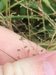 Eragrostis frankii