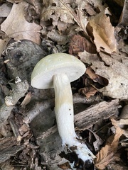 Leccinellum albellum