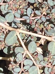Euphorbia micromera