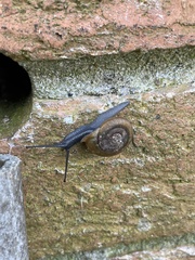Neohelix albolabris