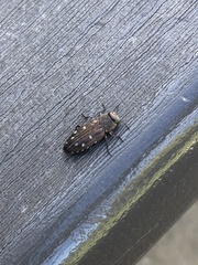 Chrysobothris octocola