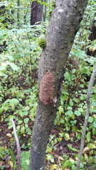 Fomitiporia punctata