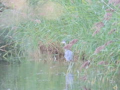 Ardea herodias