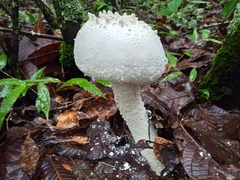 Amanita polypyramis
