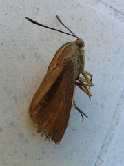 Paysandisia archon