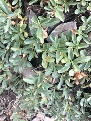 Penstemon ellipticus