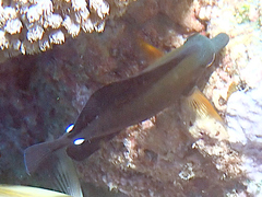 Zebrasoma scopas