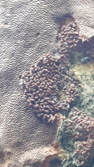 Fomitiporia punctata