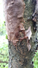 Fomitiporia punctata