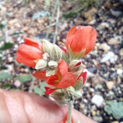 Sphaeralcea parvifolia