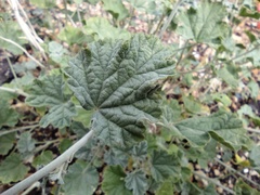 Sphaeralcea parvifolia