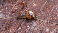Ovachlamys fulgens