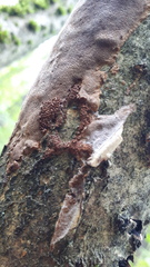 Fomitiporia punctata