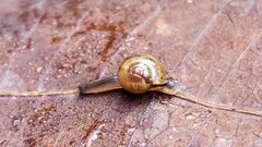 Ovachlamys fulgens