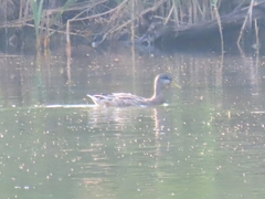 Anas platyrhynchos