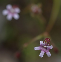 Goodenia cycnopotamica