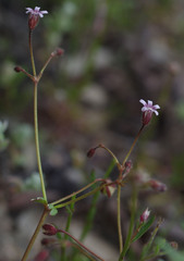 Goodenia cycnopotamica