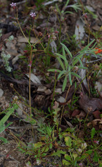 Goodenia cycnopotamica