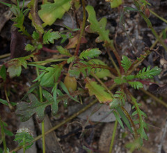 Goodenia cycnopotamica
