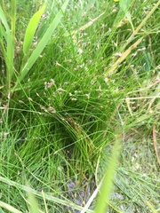Eleocharis acicularis