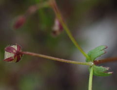 Goodenia cycnopotamica