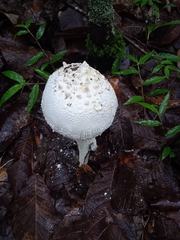 Amanita polypyramis