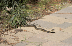 Thamnophis hammondii