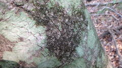 Lecanora thysanophora