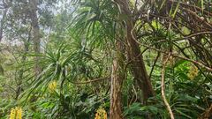 Freycinetia arborea