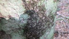 Lecanora thysanophora