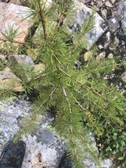 Larix lyallii