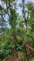Freycinetia arborea