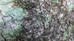 Lecanora thysanophora