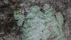 Lecanora thysanophora